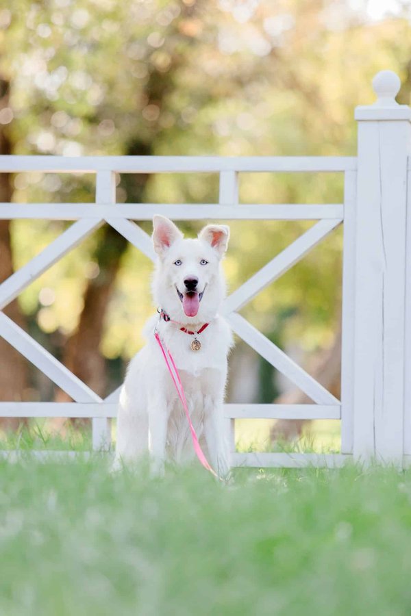 ¿Cuáles son las ventajas de adoptar un gato mayor?