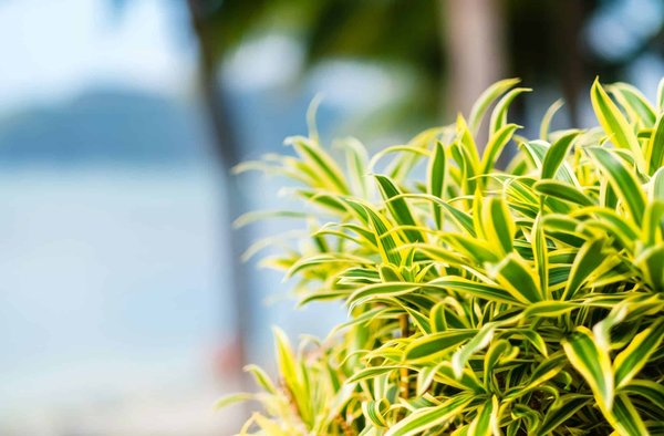 ¿Cómo evitar que mi perro coma heces?